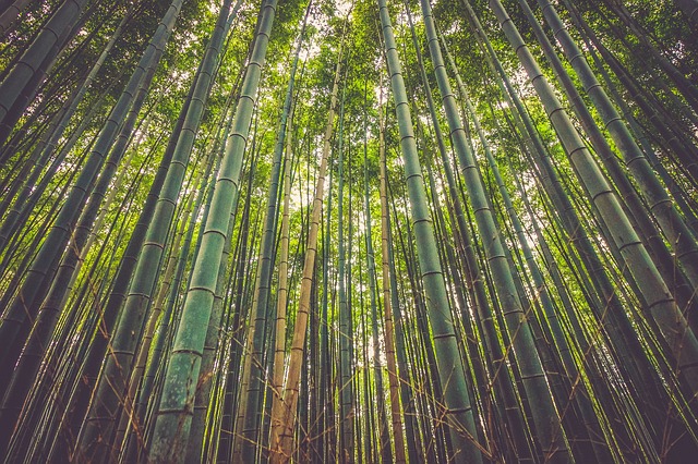 bambusový les.jpg